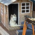 White Swiss Shepherd-1