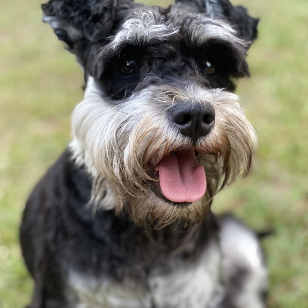 Rehoming mini schnauzer purebreed