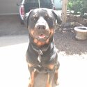 Male Rottweiler for adoption.-1