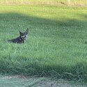 Kelpie free to good home.-3