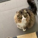 Domestic cat for sale in West End QLD-1