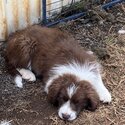 Quality Pure Bred Chocolate/White Border Collie Puppies-4