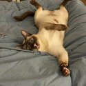 1 yr old Female Tonkinese Cat waiting to find her forever home.-0