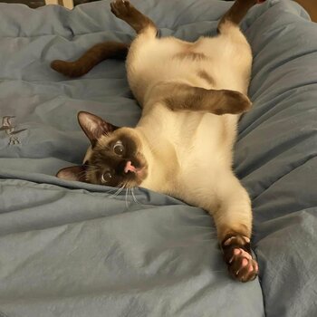 1 yr old Female Tonkinese Cat waiting to find her forever home.