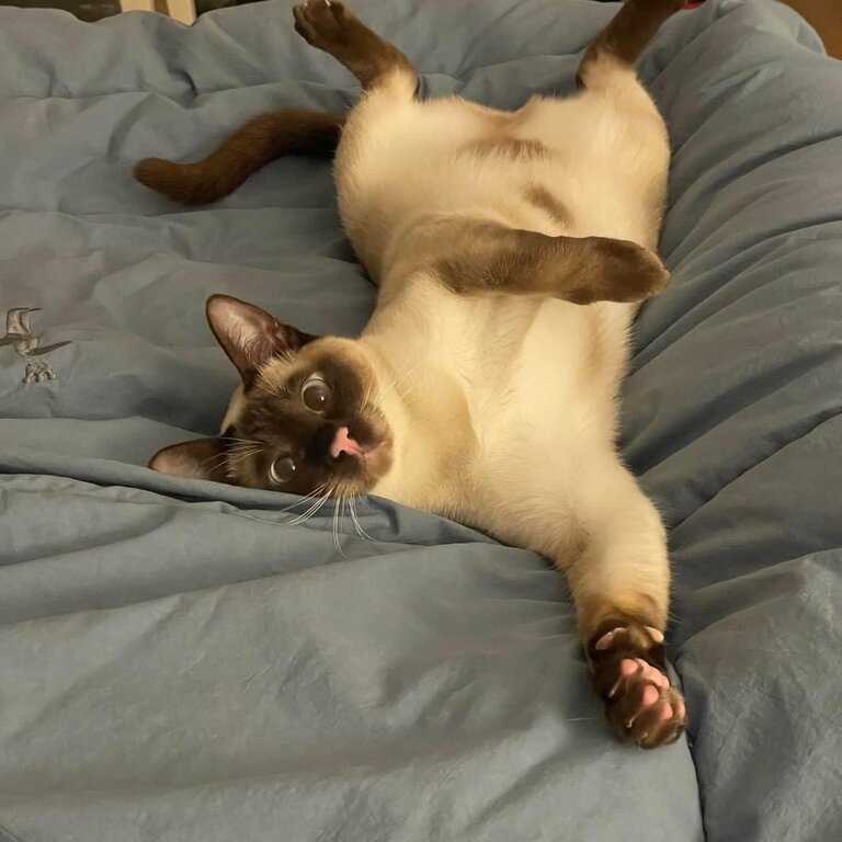 1 yr old Female Tonkinese Cat waiting to find her forever home.