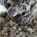 Genuine 3 y.o. toy poodle girl for sale-0