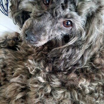 Genuine 3 y.o. toy poodle girl for sale