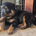 Rottweiler Puppies for Sale -3