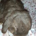 Brown bunny mini lop with indoor hutch set. Call or SMS . Can't receive online messages-0