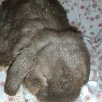 Brown bunny mini lop with indoor hutch set. Call or SMS . Can't receive online messages