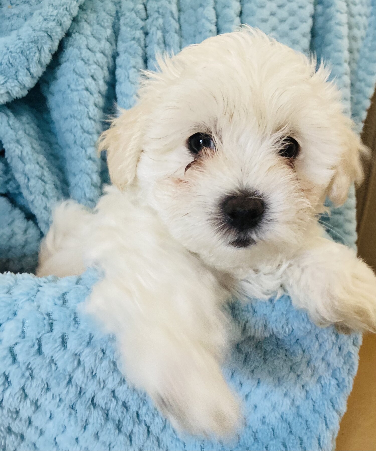 Maltese x Shih Tzu puppies