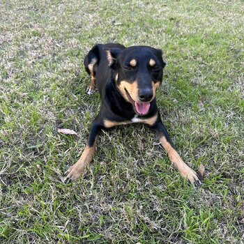 Rehome-Australian Kelpie