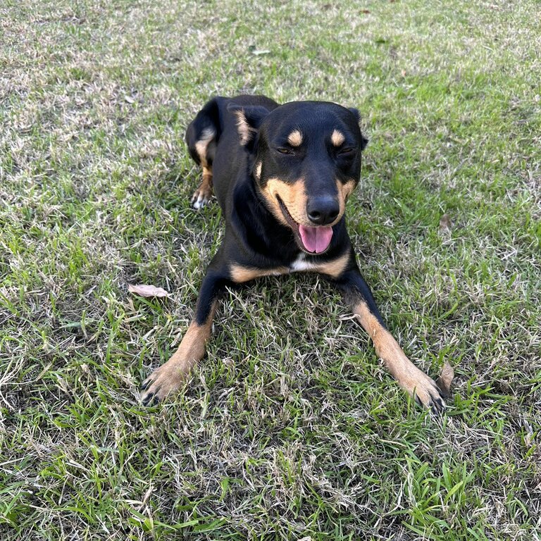 Rehome-Australian Kelpie