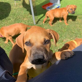 Rednose x mastiff puppies