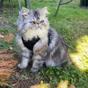 Adorable, charming gentle PURE BREED PERSIAN CAT-0