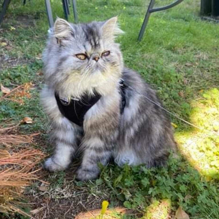 Adorable, charming gentle PURE BREED PERSIAN CAT