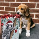 Beagle Puppy-1