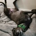 Greyhound dog for a loving home. -2