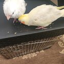 Cockatiels for sale -2