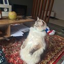 Selling purebreed ragdoll cat-1