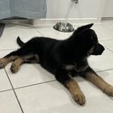 German shepherd puppy -5