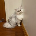 Purebred Female Persian Chinchilla Cat-2