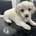 Puppies for sale -0