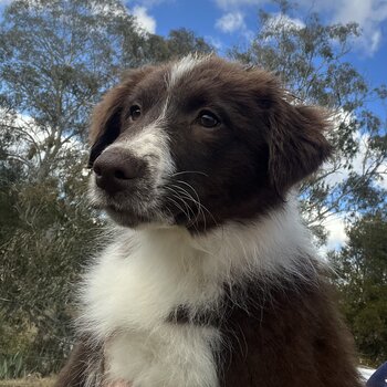 Quality Pure Bred Chocolate/White Border Collie Puppies