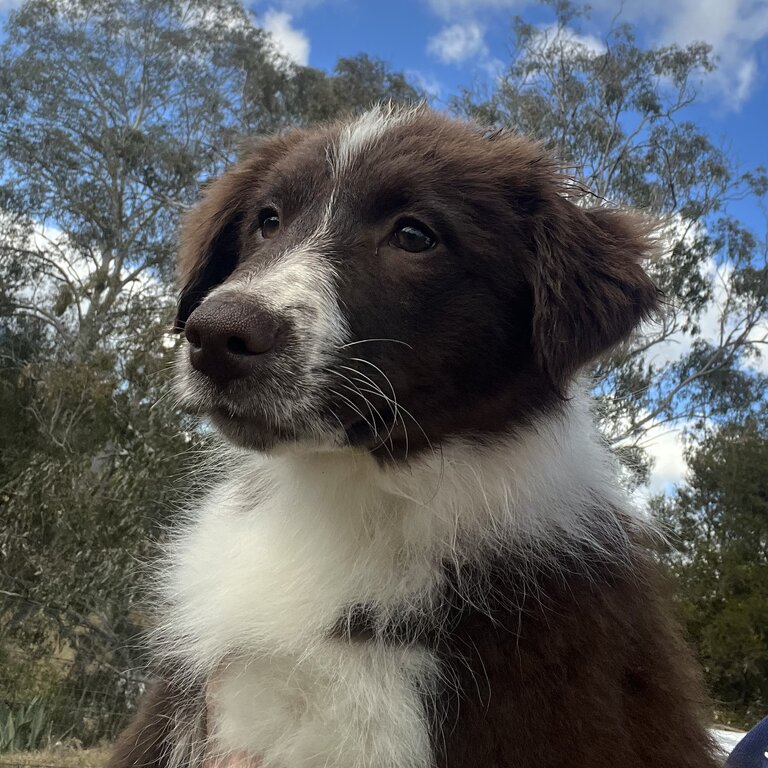 Quality Pure Bred Chocolate/White Border Collie Puppies