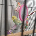 Budgies/ rainbow budgie/ white budgie/ Albino budgie/ clearwing budgie-3