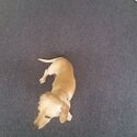 dachshund cream Very Loving  URGENT SALE-2