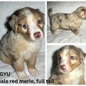 Australian Shepherd Purebred Puppies-0