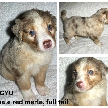 Australian Shepherd Purebred Puppies