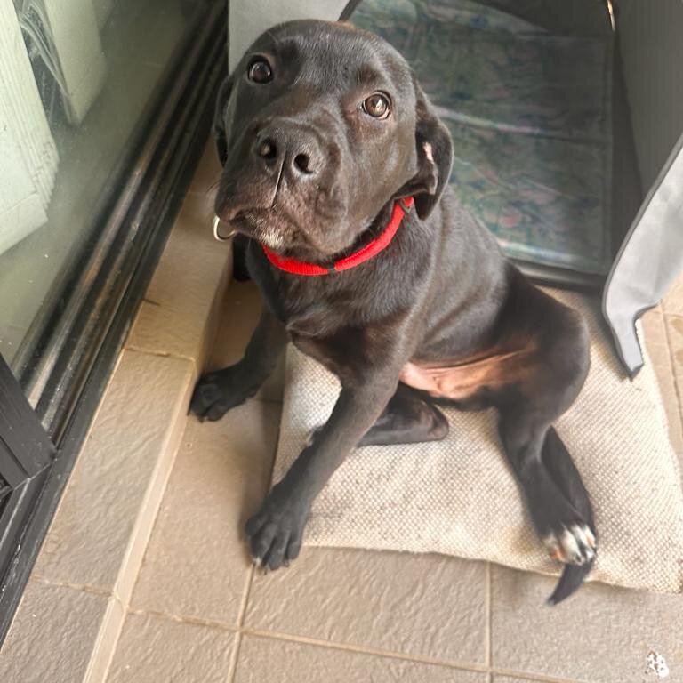 cane corso dog