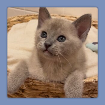 Adorable Burmese Kittens