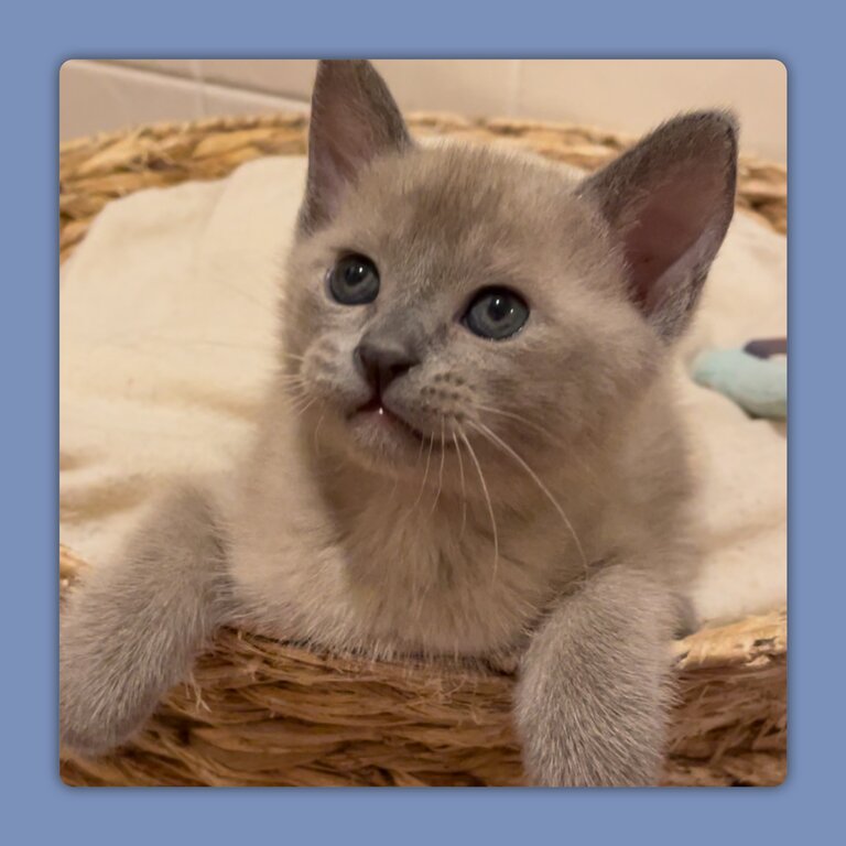 Adorable Burmese Kittens