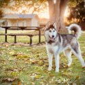 Pure Breed 1 Year Old Male Fully Vaccinated and Desexed Siberian Husky looking to Rehome -1