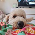 Gorgeous Golden Bordoodle -3