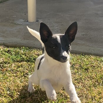 Mini Jack Russell 