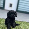 Toy Cavoodle Puppies-1