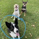 Loving Border Collie/Kelpie looking for new home -1