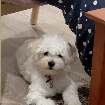 Maltese Puppy