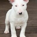 Purebred Female Bull Terrier Puppies-0