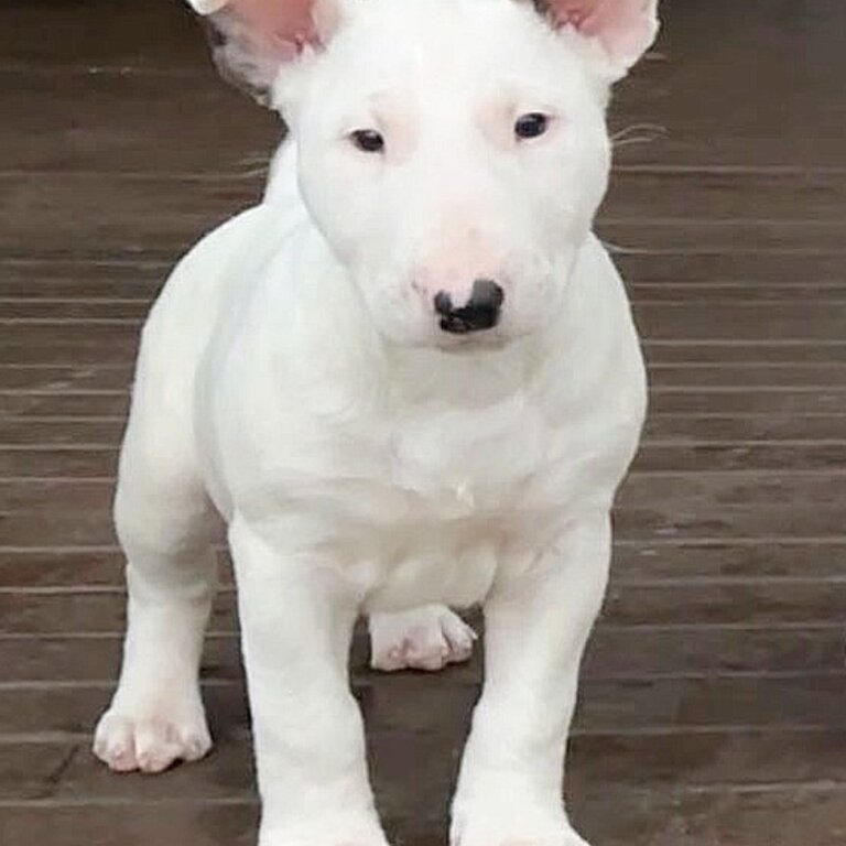 Purebred Female Bull Terrier Puppies