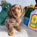 Dachshund Puppies and Adult  for Free adoption-1