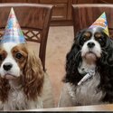 Cavalier king Charles Adult and Puppies  to a pet home -1