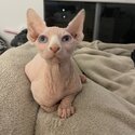 White female sphynx for sale -1