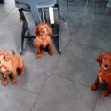 Irish Setter Boys &amp; Girl Puppies Available-1