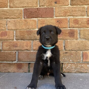 German Shepherd Cross Puppies for Sale