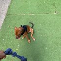 Rottweiler x Pitbull -1